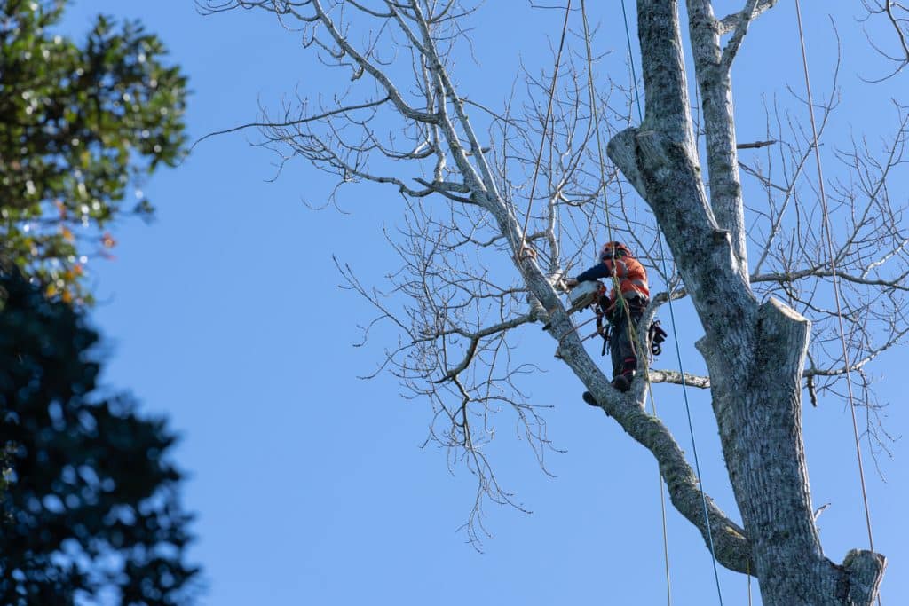 An arborist wearing safety gear and a harness trims branches high in a large tree using a chainsaw against a clear blue sky.