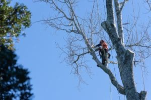 An arborist wearing safety gear and a harness trims branches high in a large tree using a chainsaw against a clear blue sky.
